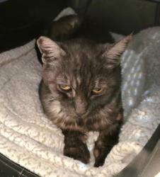 Found/Stray Female Cat last seen Redlands, Bakersfield, CA 93305