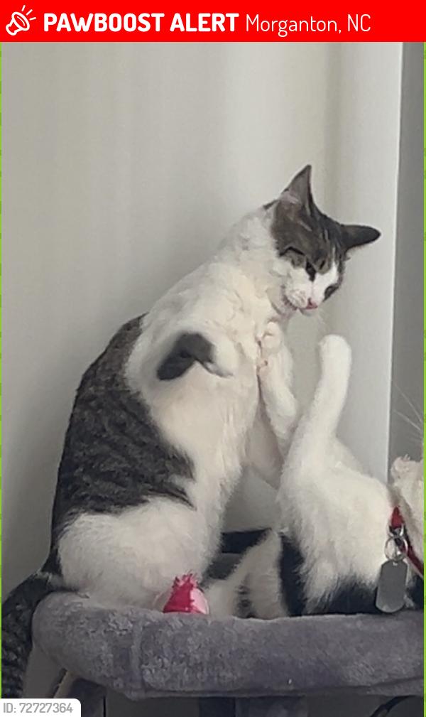 Lost Male Cat last seen Old Nc 18, Morganton, NC 28655