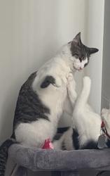 Lost Male Cat last seen Old Nc 18, Morganton, NC 28655