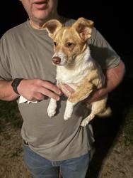 Found/Stray Male Dog last seen Found around Moses Lane & Old Richton Rd, Petal, MS 39465