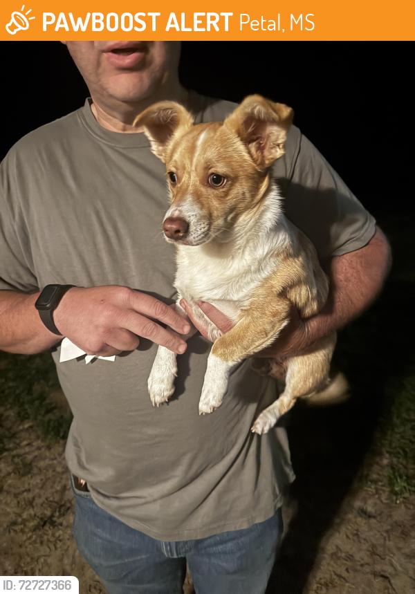 Found/Stray Male Dog last seen Found around Moses Lane & Old Richton Rd, Petal, MS 39465