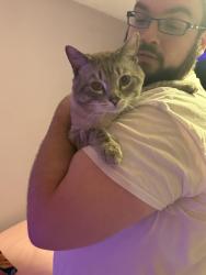 Found/Stray Male Cat last seen 49th and Bellaire Ave. KC MO 64119 , Kansas City, MO 64119