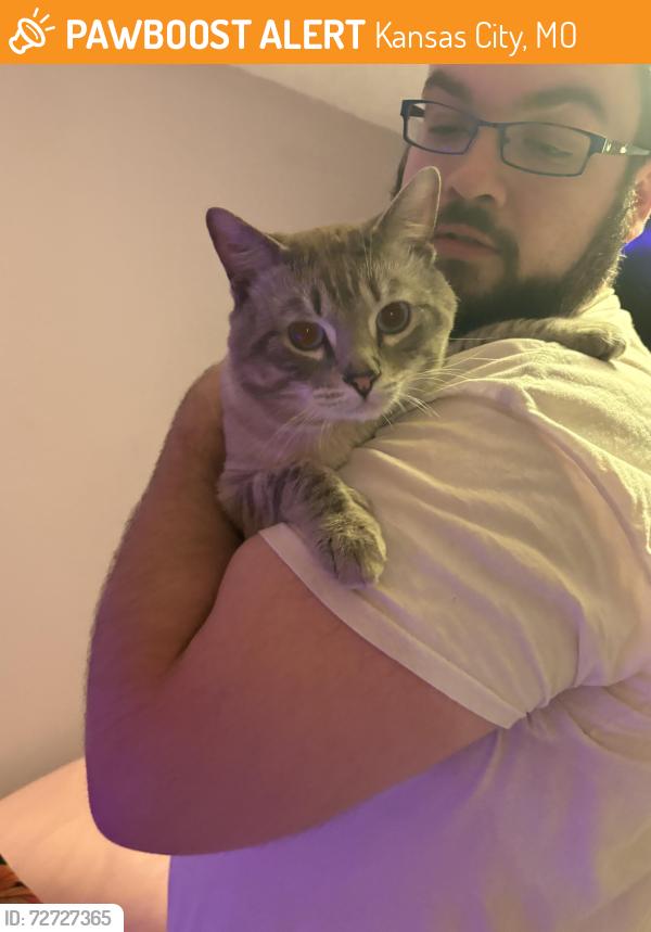 Found/Stray Male Cat last seen 49th and Bellaire Ave. KC MO 64119 , Kansas City, MO 64119