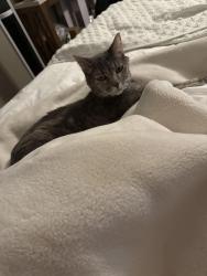 Lost Female Cat last seen Lyons gate community Gilbert , Gilbert, AZ 85295