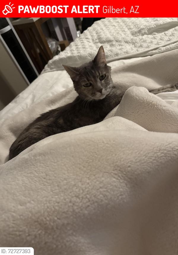 Lost Female Cat last seen Lyons gate community Gilbert , Gilbert, AZ 85295