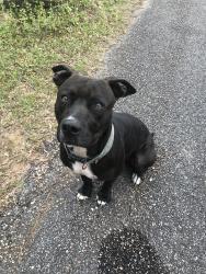 Found/Stray Male Dog last seen Cypress shores dr and Point rd, Mobile, AL 36619