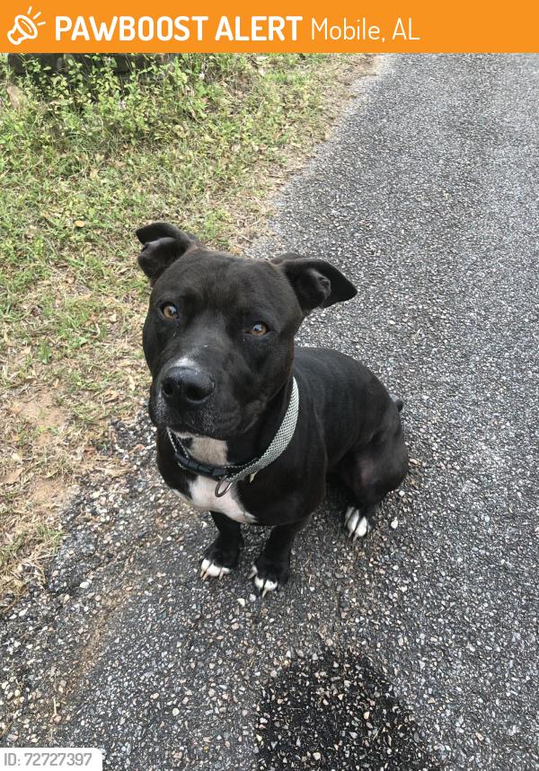 Found/Stray Male Dog last seen Cypress shores dr and Point rd, Mobile, AL 36619