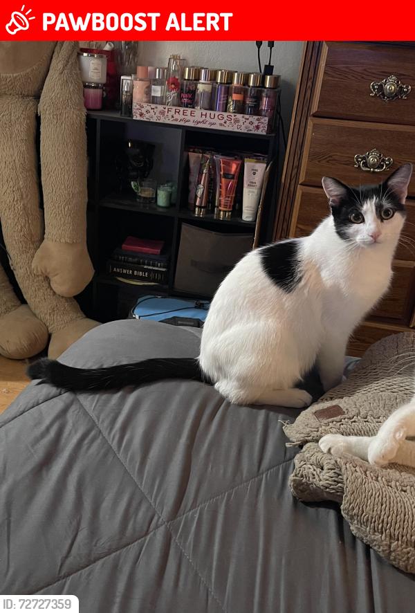 Lost Male Cat last seen Cortina Drive & Ozona Avenue near Lockheed Blvd, White Settlement, TX 76108