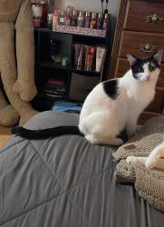 Lost Male Cat last seen Cortina Drive & Ozona Avenue near Lockheed Blvd, White Settlement, TX 76108