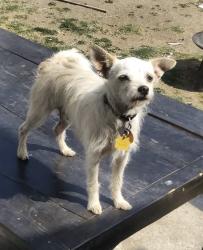 Lost Male Dog last seen Hacienda and glendora, La Puente, CA 91744