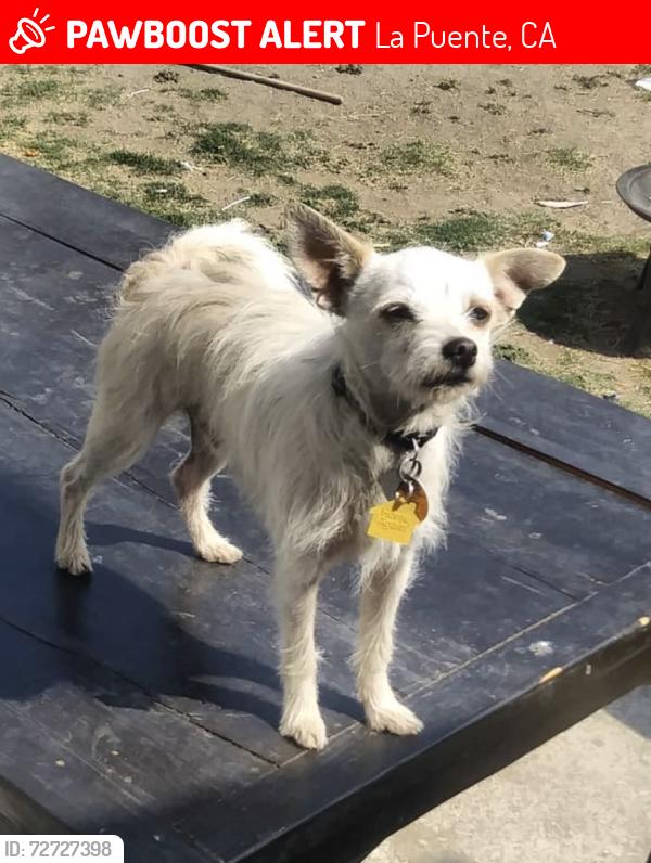 Lost Male Dog last seen Hacienda and glendora, La Puente, CA 91744