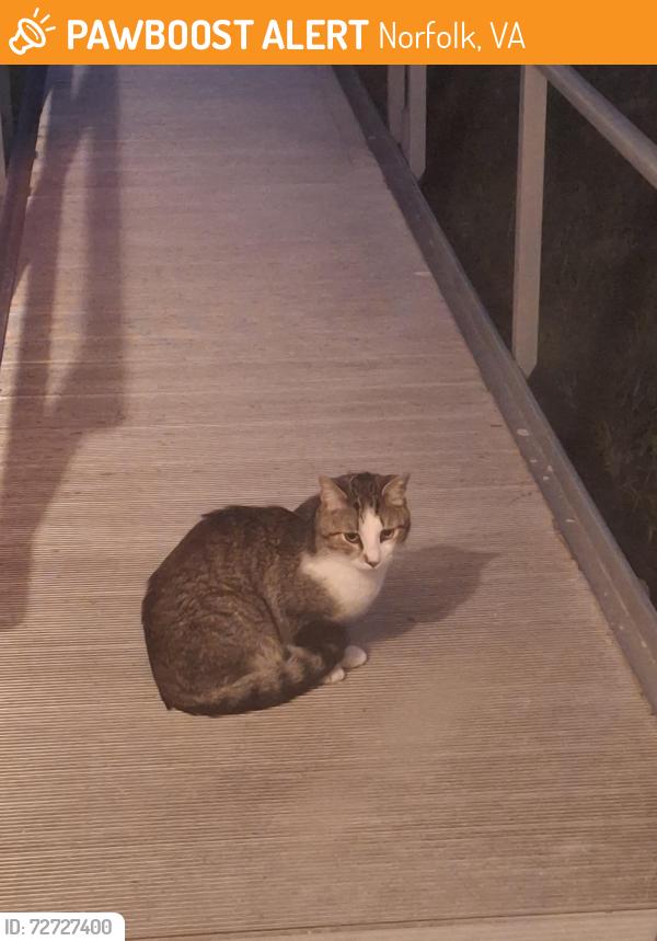 Found/Stray Unknown Cat last seen Sedgefield Dr near Maymount Ave, Norfolk, VA 23513