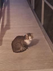 Found/Stray Unknown Cat last seen Sedgefield Dr near Maymount Ave, Norfolk, VA 23513