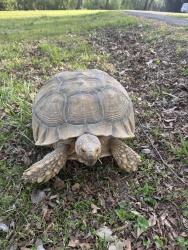 Found/Stray Unknown Reptile last seen Macon and Dove Hollow, Memphis, TN 38122