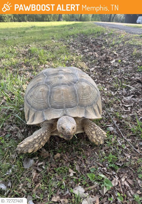 Found/Stray Unknown Reptile last seen Macon and Dove Hollow, Memphis, TN 38122