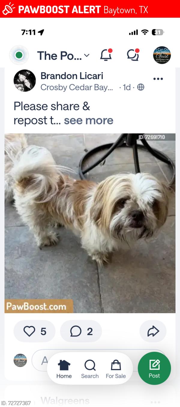 Lost Unknown Dog last seen Archer , Baytown, TX 77521