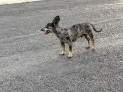 Found/Stray Male Dog last seen Greenway subdivision, San Antonio, TX 78223