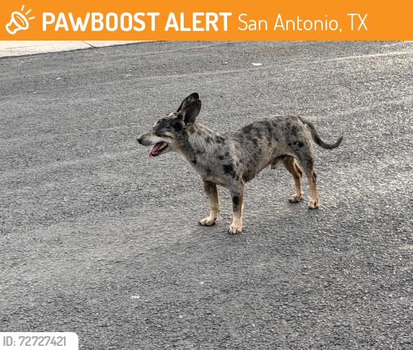 Found/Stray Male Dog last seen Greenway subdivision, San Antonio, TX 78223