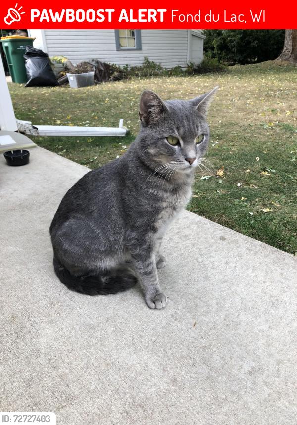 Lost Male Cat last seen Military and Hickory streets, Fond du Lac, WI 54935