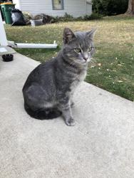 Lost Male Cat last seen Military and Hickory streets, Fond du Lac, WI 54935
