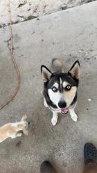 Lost Female Dog last seen Riverwood st, Mulberry, FL 33860