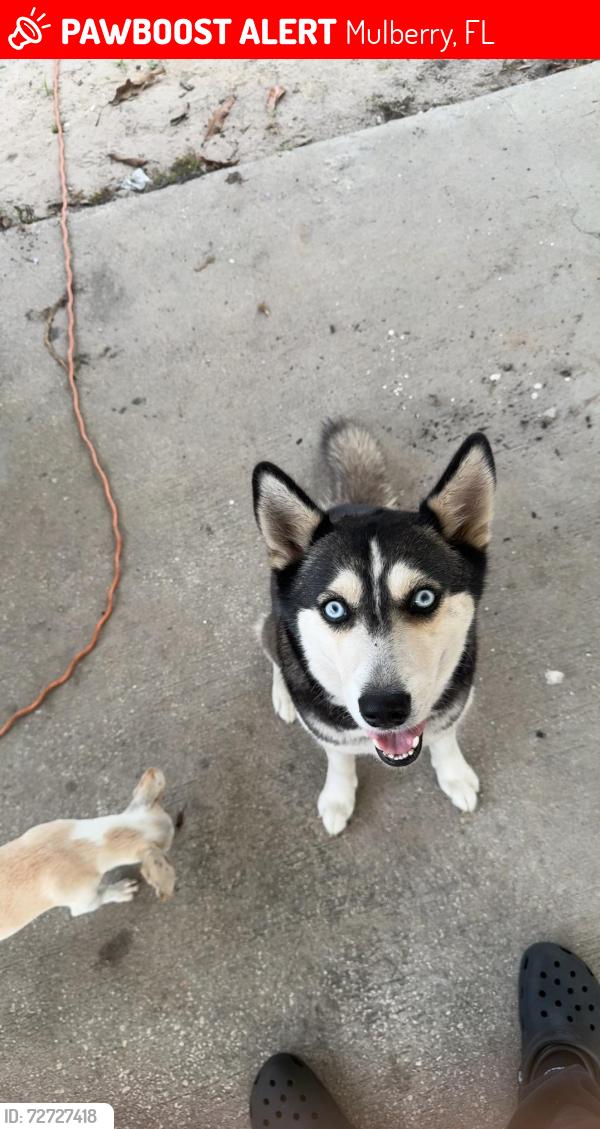 Lost Female Dog last seen Riverwood st, Mulberry, FL 33860