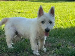 Found/Stray Male Dog last seen Avon Ln, Jacksonville, FL 32210