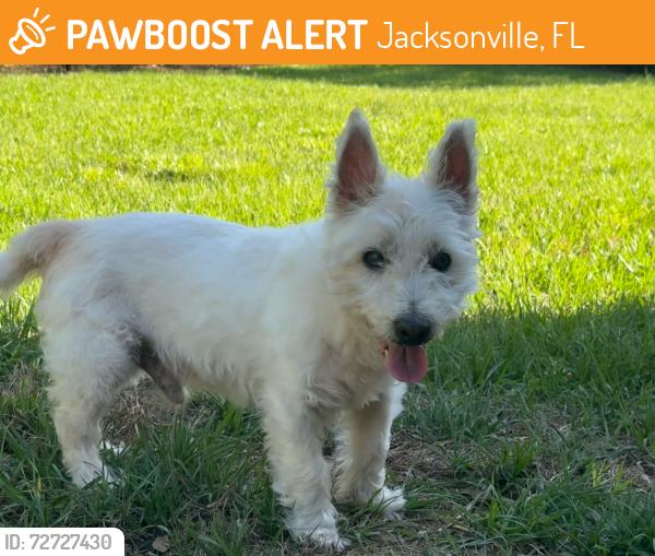 Found/Stray Male Dog last seen Avon Ln, Jacksonville, FL 32210