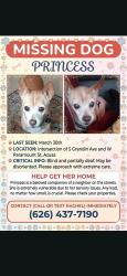 Lost Female Dog last seen GRANDIN AND PARAMOUNT, Azusa, CA 91702