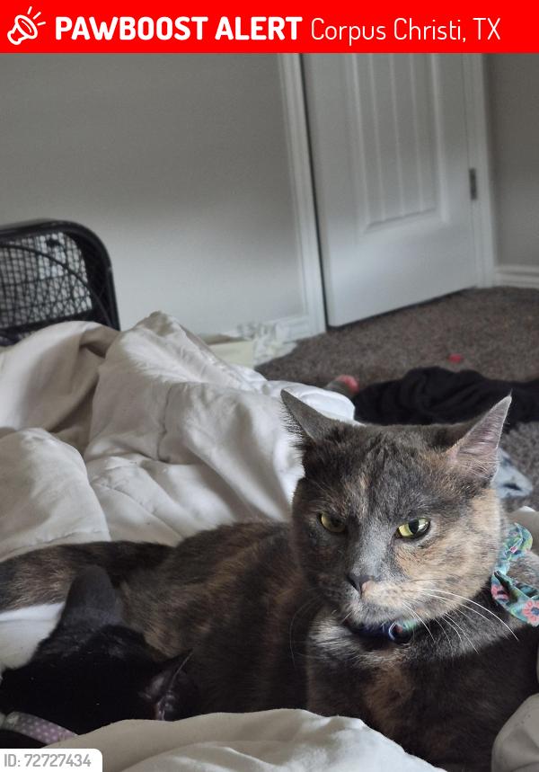Lost Female Cat last seen Thames chase dr. London towne corpus christi TX, Corpus Christi, TX 78415