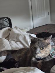 Lost Female Cat last seen Thames chase dr. London towne corpus christi TX, Corpus Christi, TX 78415