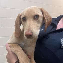 Shelter Stray Female Dog last seen , Memphis, TN 38133
