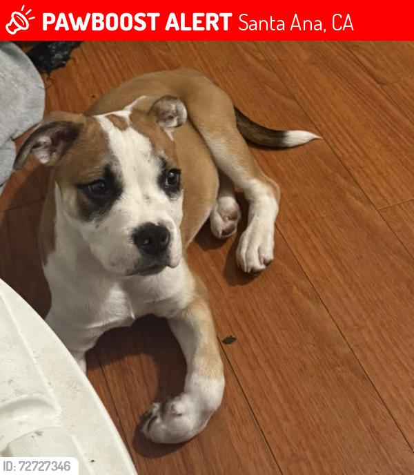 Lost Male Dog last seen Edinger & Fairview or Edinger & Greenville ST, Santa Ana, CA 92704