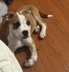 Lost Male Dog last seen Edinger & Fairview or Edinger & Greenville ST, Santa Ana, CA 92704