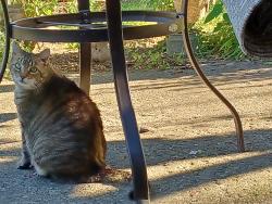 Lost Male Cat last seen robinhood drive and 167th place, Orland Park, IL 60462