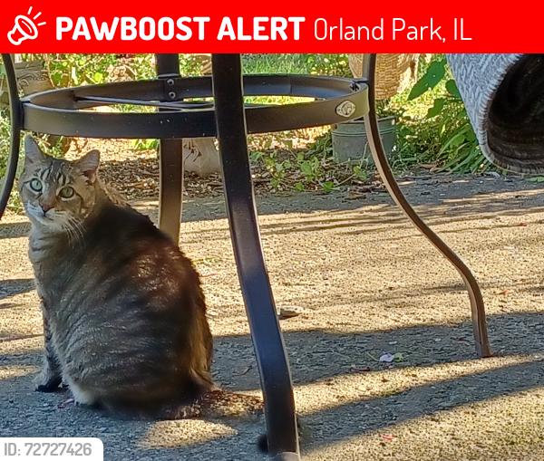 Lost Male Cat last seen robinhood drive and 167th place, Orland Park, IL 60462