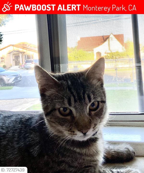 Lost Male Cat last seen New Ave and man, Monterey Park, CA 91755
