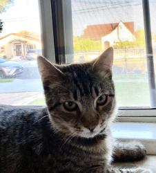 Lost Male Cat last seen New Ave and man, Monterey Park, CA 91755