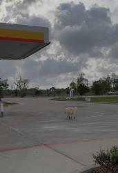 Found/Stray Unknown Dog last seen Brazosport blvd 288 ss , Richwood, TX 77531