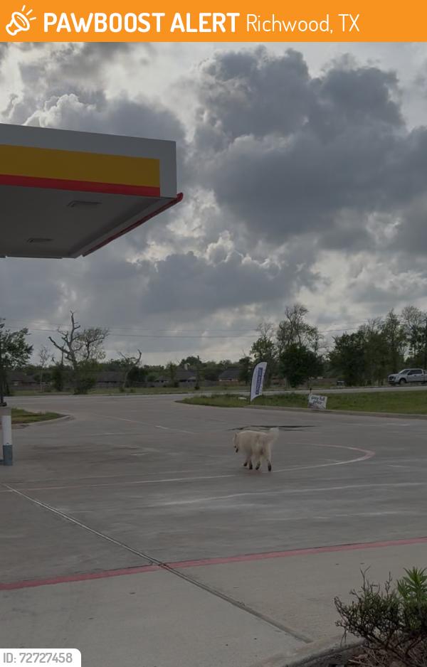 Found/Stray Unknown Dog last seen Brazosport blvd 288 ss , Richwood, TX 77531