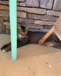 Lost Male Cat last seen Stillwood dr and 211, Winder, GA 30680