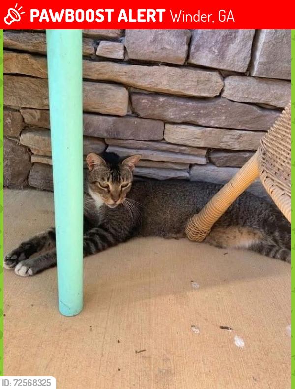 Lost Male Cat last seen Stillwood dr and 211, Winder, GA 30680