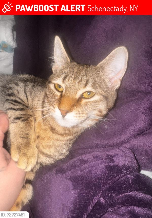 Lost Female Cat last seen Carman road and curry road , Schenectady, NY 12303