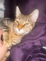Lost Female Cat last seen Carman road and curry road , Schenectady, NY 12303