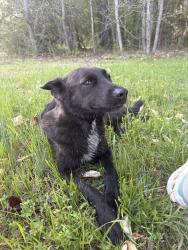 Found/Stray Female Dog last seen Blaire Woods Drive, Raleigh, NC 27610