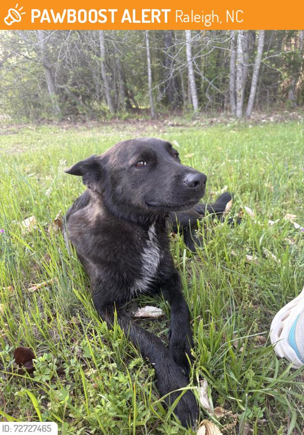 Found/Stray Female Dog last seen Blaire Woods Drive, Raleigh, NC 27610