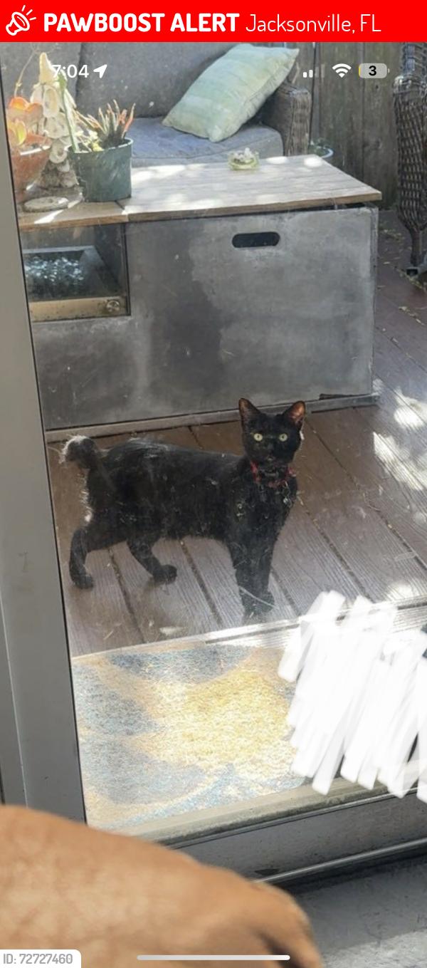 Lost Female Cat last seen Mandarin high school on Greenland road, Jacksonville, FL 32258