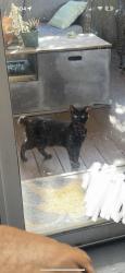 Lost Female Cat last seen Mandarin high school on Greenland road, Jacksonville, FL 32258
