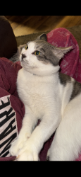 Lost Male Cat last seen ord harrington HWY, Harrington, DE 19952