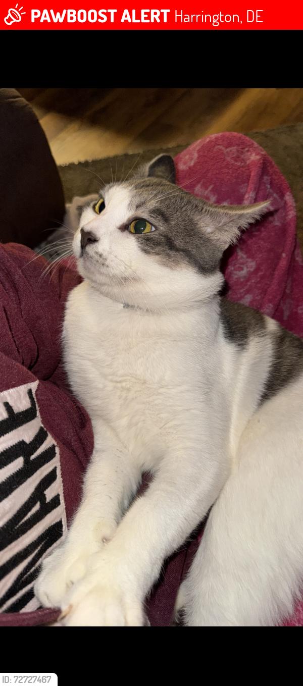 Lost Male Cat last seen ord harrington HWY, Harrington, DE 19952